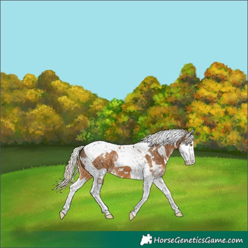 Horse Color:White Spotted Chocolate Palomino Splash Tobiano Appaloosa 