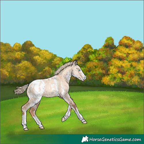 Horse Color:Gold Champagne Dun Sabino Appaloosa 