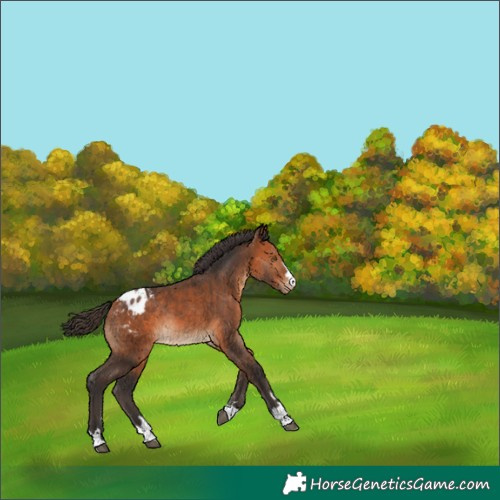Horse Color:Bay Appaloosa Rabicano 