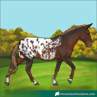 Horse Color:Liver Chestnut Appaloosa 
