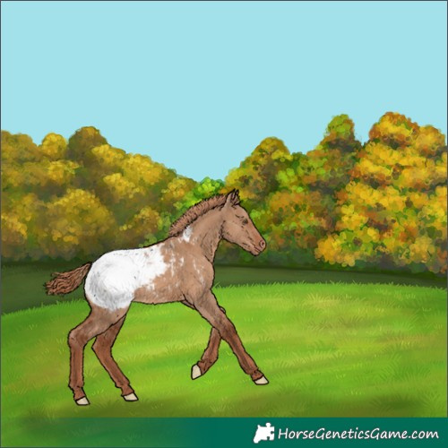 Horse Color:White Spotted Red Dun Snowcap 