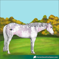 Horse Color:Watercolor White Spotted Silver Buckskin Rabicano 