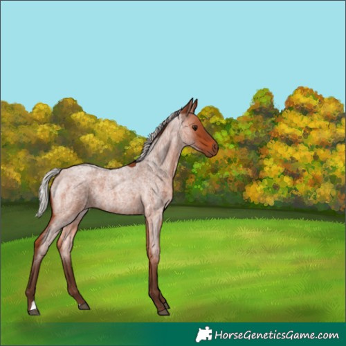 Horse Color:Silver Bay Roan 
