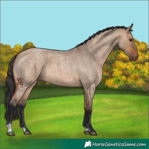 Horse Color:Bay Roan Dun 