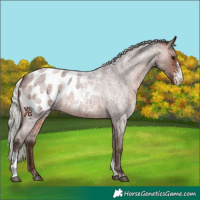 Horse Color:Silver Brown Roan Sabino Appaloosa