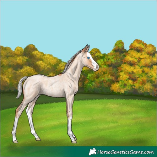 Horse Color:Silver Classic Champagne Roan Splash 