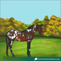 Horse Color:White Spotted Brown Blanket 