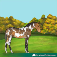Horse Color:White Spotted Buckskin Varnish 
