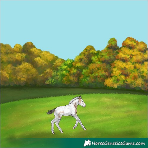 Horse Color:White Spotted Amber Champagne Splash Tobiano Frame 