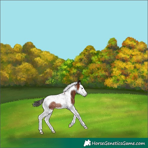 Horse Color:Gray Bay Splash Tobiano Blanket Rabicano 
