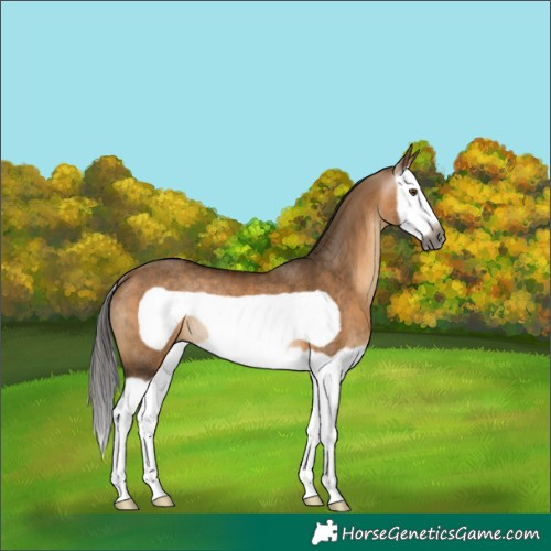 Horse Color:Gray Bay Dun Splash Frame Rabicano 