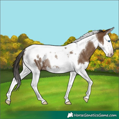 Horse Color:Gray Classic Champagne Splash Tobiano Blanket Rabicano