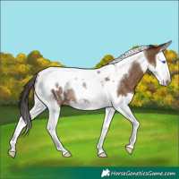 Horse Color:Gray Classic Champagne Splash Tobiano Blanket Rabicano 