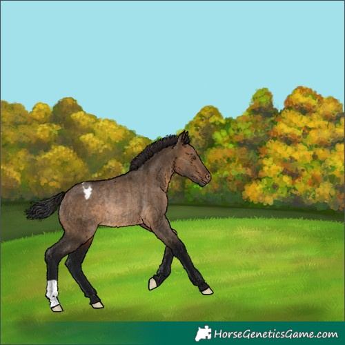 Horse Color:Gray Bay Dun Varnish Rabicano 