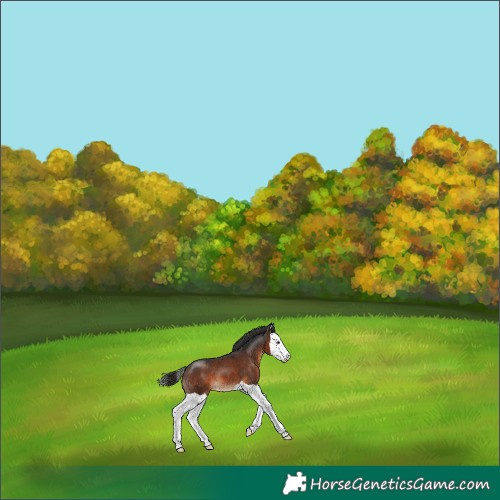 Horse Color:Brown Splash 