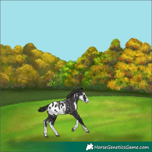 Horse Color:Smoky Black Sabino Appaloosa 