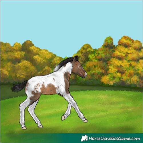 Horse Color:Gray Brown Dun Tobiano Appaloosa 
