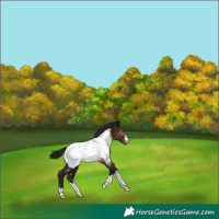 Horse Color:Gray Brown Appaloosa