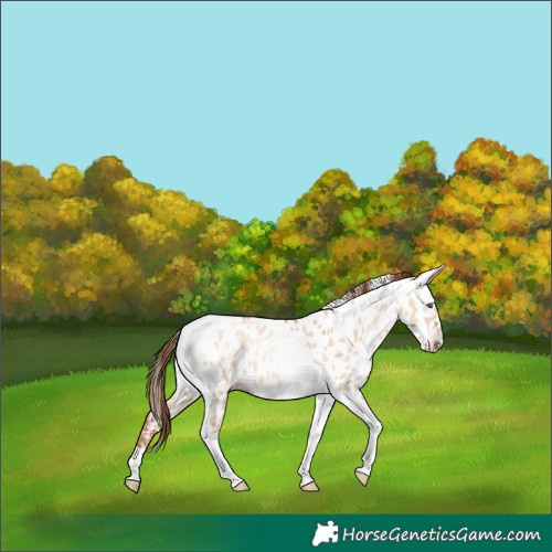 Horse Color:Gray Amber Champagne Pearl Dun Tobiano Near Leopard