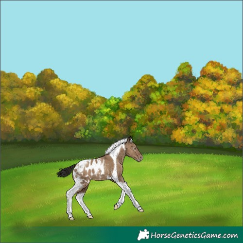 Horse Color:Gray Classic Champagne Dun Tobiano Blanket 
