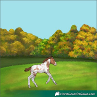 Horse Color:Brown Pearl Tobiano Frame Appaloosa Rabicano 