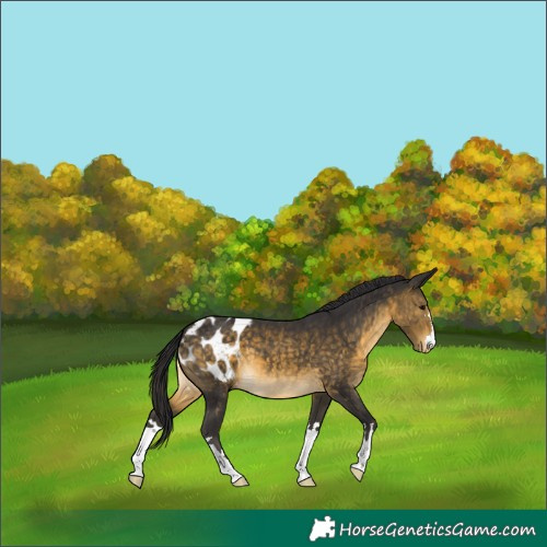 Horse Color:Buckskin Appaloosa 
