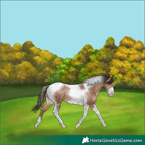 Horse Color:Sable Champagne Tobiano Frame Rabicano 