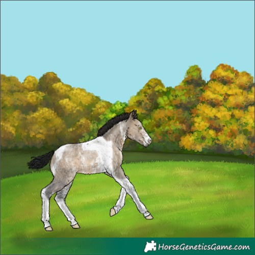 Horse Color:Gray Brown Dun Sabino Tobiano 