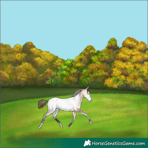 Horse Color:White Spotted Buckskin Dun Frame Appaloosa 
