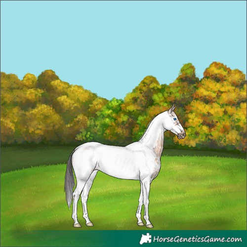 Horse Color:Brown Dun Sabino Tobiano Frame Rabicano 