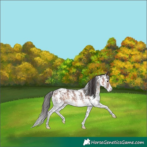 Horse Color:Brown Sabino Appaloosa Rabicano 