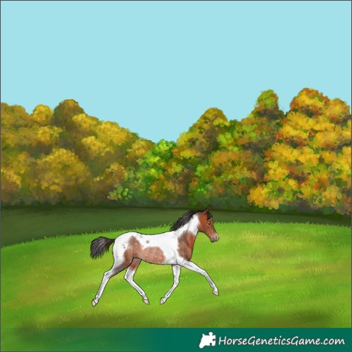 Horse Color:Bay Tobiano Rabicano 