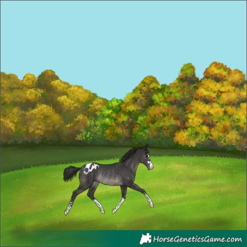 Horse Color:Smoky Black Blanket Rabicano 