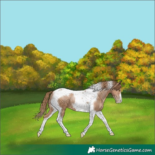 Horse Color:Black Pearl Tobiano 