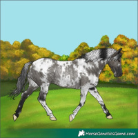 Horse Color:Gray White Spotted Grullo Rabicano 