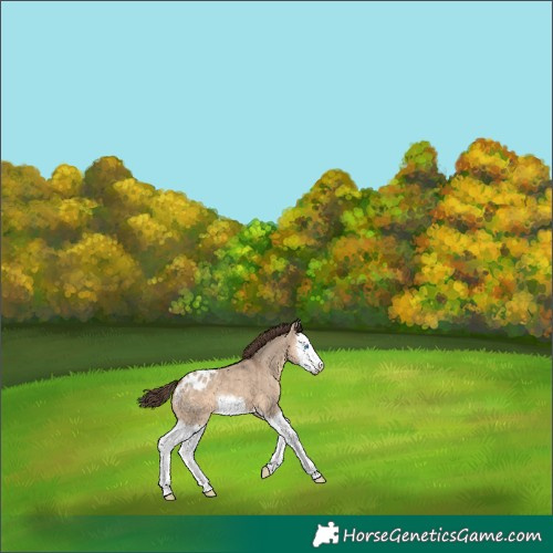 Horse Color:Bay Dun Splash Appaloosa 