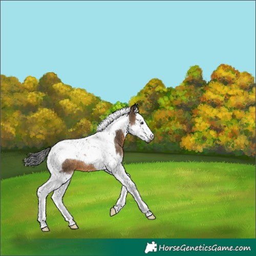 Horse Color:Gray Brown Dun Splash Tobiano 