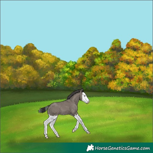 Horse Color:Grullo Splash Varnish 