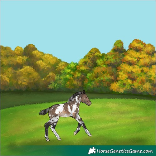 Horse Color:White Spotted Brown Dun Appaloosa 