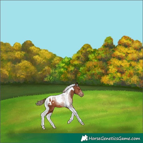 Horse Color:Chestnut Tobiano Appaloosa 