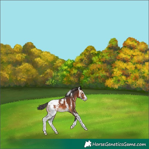 Horse Color:Brown Sabino Appaloosa 