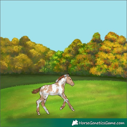 Horse Color:White Spotted Red Dun Appaloosa 