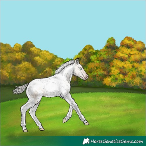 Horse Color:Gray White Spotted Silver Sable Champagne Dun Tobiano Rabicano 