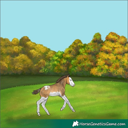 Horse Color:Buckskin Splash Snowcap Rabicano 