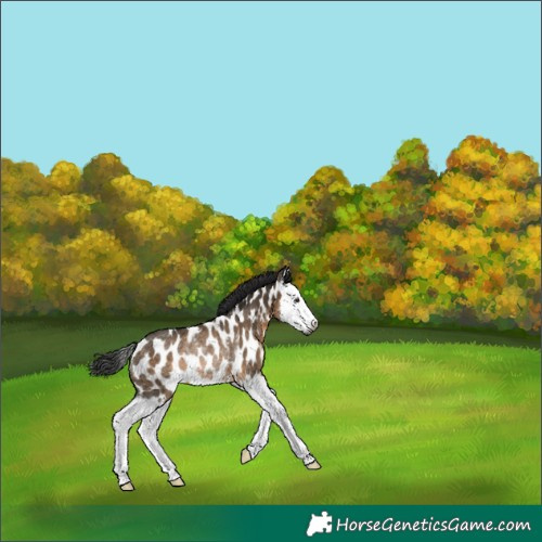 Horse Color:Gray Brown Dun Splash Near Leopard Rabicano 