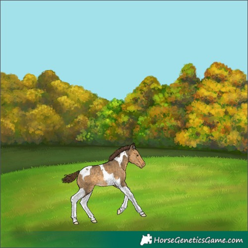 Horse Color:Buckskin Dun Tobiano Appaloosa 