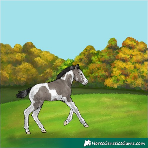Horse Color:Gray Grullo Sabino Tobiano 