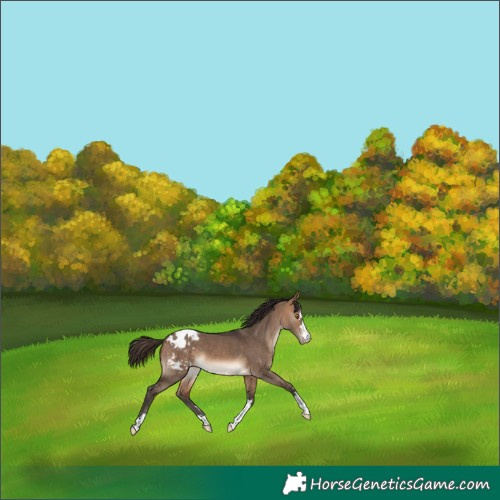 Horse Color:Bay Dun Appaloosa 