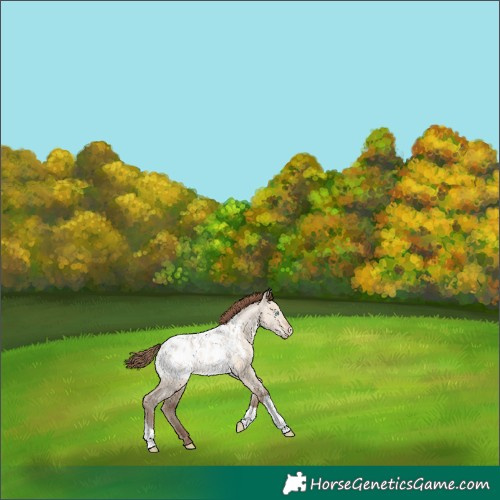 Horse Color:Amber Champagne Dun Appaloosa 