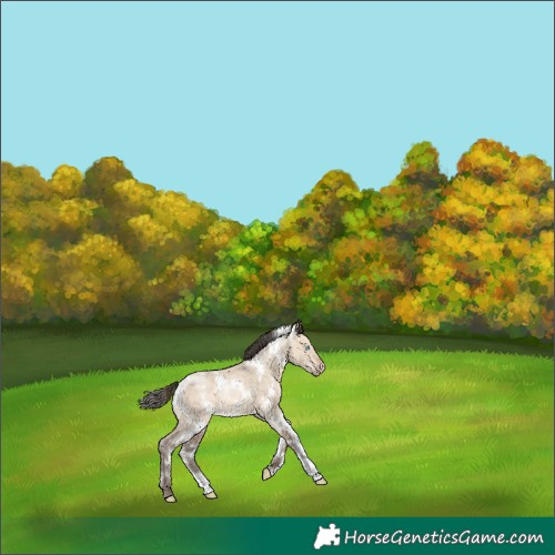 Horse Color:White Spotted Amber Champagne Dun Rabicano 